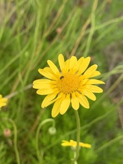 Euryops pedunculatus