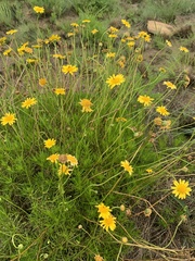 Euryops pedunculatus