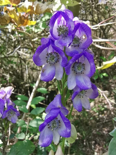 Aconitum carmichaeli iNat (2)