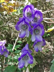Aconitum carmichaelii