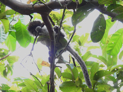 Piliocolobus tephrosceles