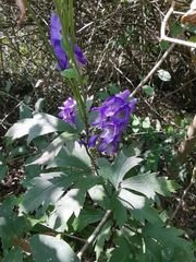 Aconitum carmichaelii