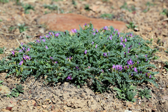 Astragalus iodanthus iodanthus