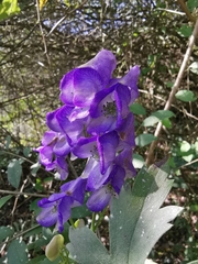 Aconitum carmichaelii