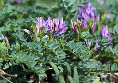 Astragalus iodanthus iodanthus