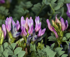 Astragalus iodanthus iodanthus