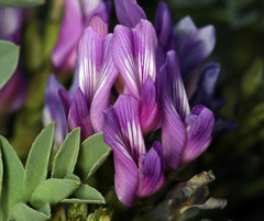 Astragalus iodanthus iodanthus