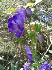 Aconitum carmichaelii