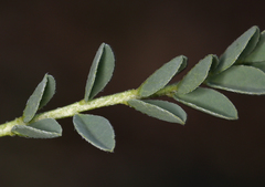 Astragalus iodanthus iodanthus