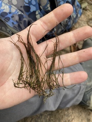 Podostemum ceratophyllum