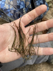 Podostemum ceratophyllum