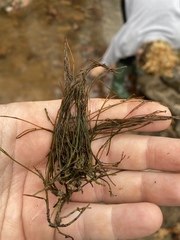Podostemum ceratophyllum