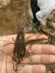 Podostemum ceratophyllum