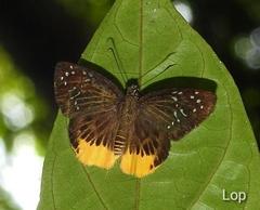 Mooreana trichoneura