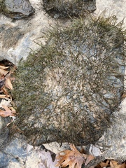 Podostemum ceratophyllum