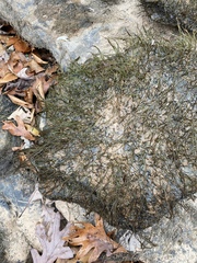 Podostemum ceratophyllum