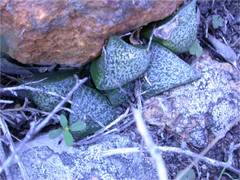 Haworthia magnifica