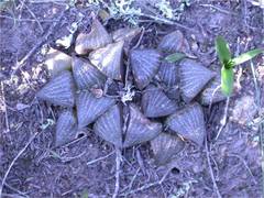 Haworthia magnifica