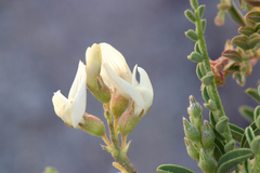 Astragalus johannis-howellii