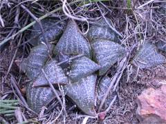 Haworthia magnifica