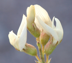 Astragalus johannis-howellii