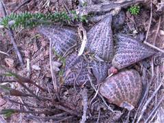 Haworthia magnifica