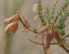 Astragalus johannis-howellii