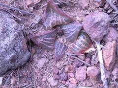 Haworthia magnifica