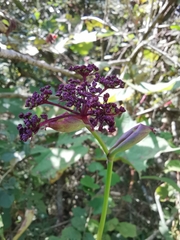 Angelica decursiva