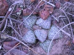 Haworthia magnifica