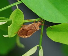 Homoeocerus dilatatus