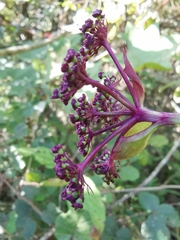 Angelica decursiva