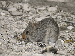 Sigmodon ochrognathus