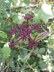 Angelica decursiva