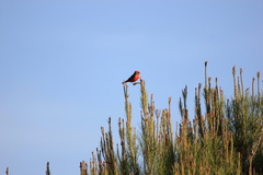 Pyrocephalus rubinus