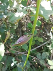 Angelica decursiva