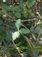 Angelica decursiva