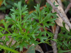 Xanthosia dissecta