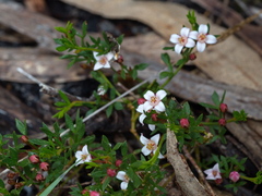 Cyanothamnus nanus nanus