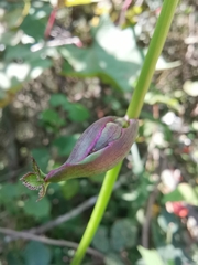 Angelica decursiva