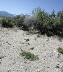 Astragalus johannis-howellii