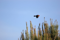 Pyrocephalus rubinus