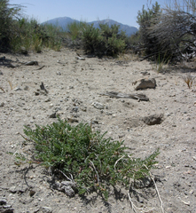 Astragalus johannis-howellii