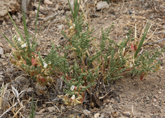 Astragalus johannis-howellii