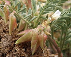 Astragalus johannis-howellii