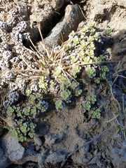 Raoulia parkii
