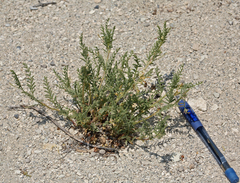 Astragalus johannis-howellii