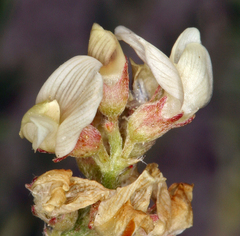 Astragalus johannis-howellii