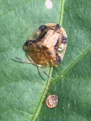 Laccoptera nepalensis