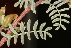 Astragalus johannis-howellii